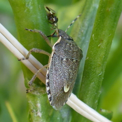 Holcostethus albipes
