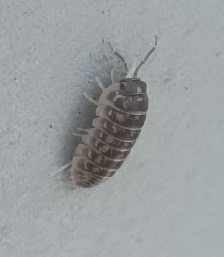 Versicolored Pill Woodlouse
