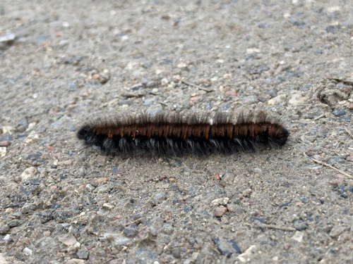 Fox Moth