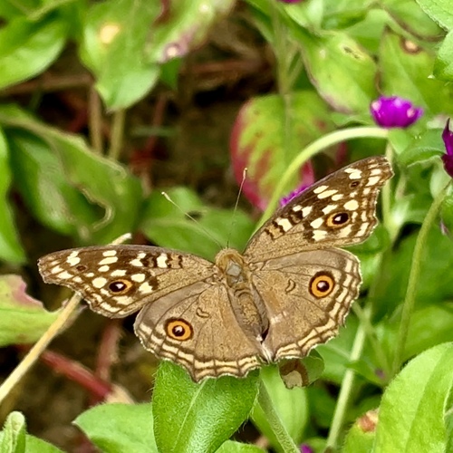Lemon Pansy