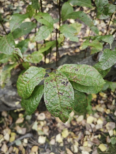 bird cherry