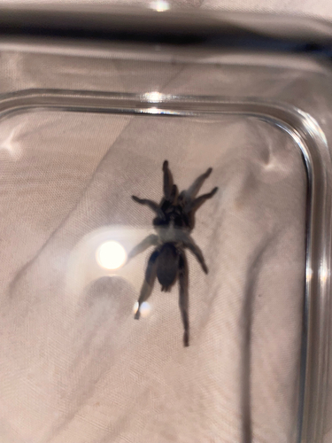 Ischnocolus valentinus
