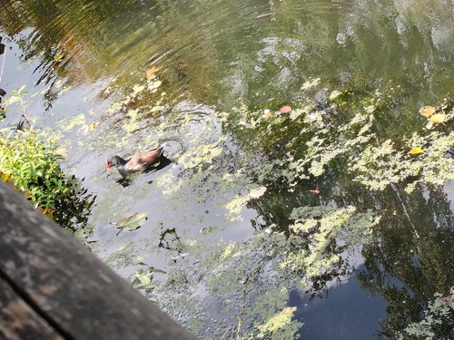Eurasian Moorhen