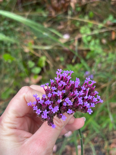 purpletop vervain