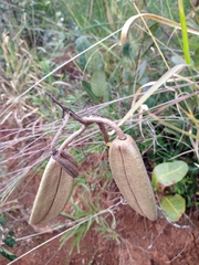 Kielmeyera variabilis