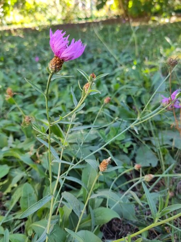 Brown Knapweed