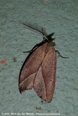 Compsoptera opacaria