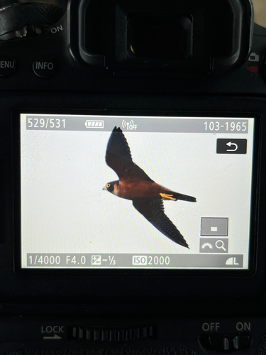 Oriental Hobby