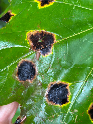 Black Tar Spot