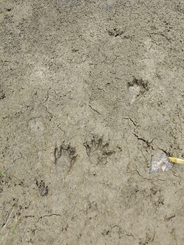 Common Raccoon