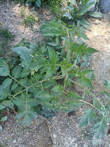 tomato