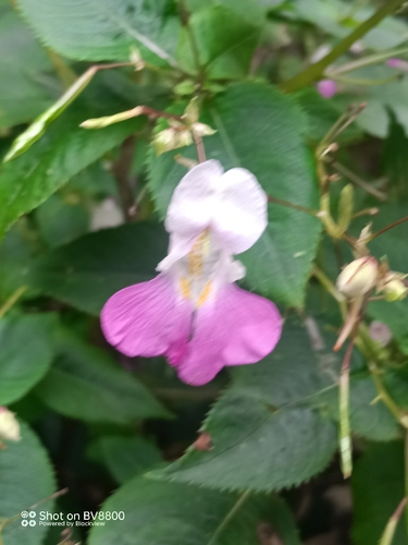 Kashmir Balsam