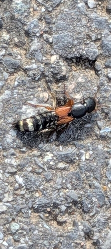 Platydracus stercorarius