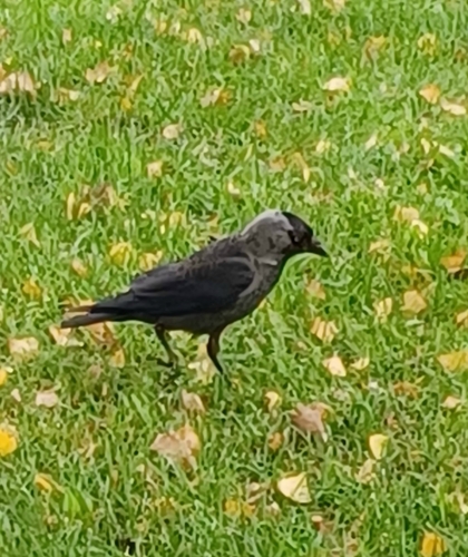 Eurasian Jackdaw