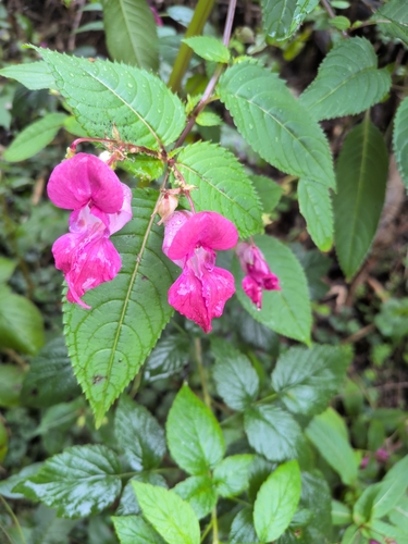 Himalayan balsam