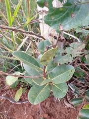 Kielmeyera variabilis