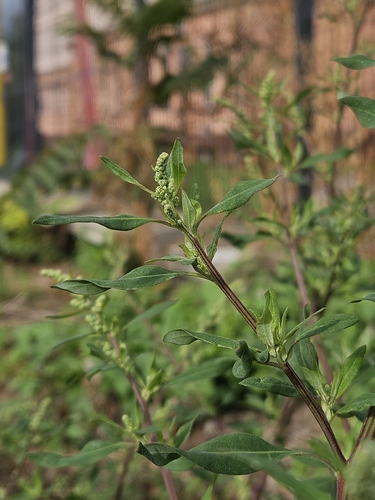 Striped Goosefoot
