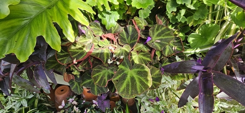 Begonia solimutata