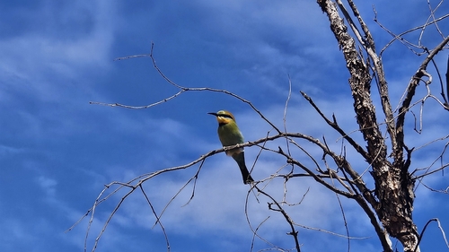 Rainbow Bee-eater