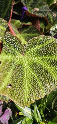 Begonia solimutata, photograph 1