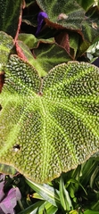 Begonia solimutata, photograph Vicki Sanders, CC0, iNaturalist via GBIF