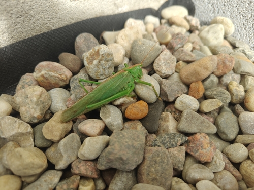 Great Green Bush-cricket
