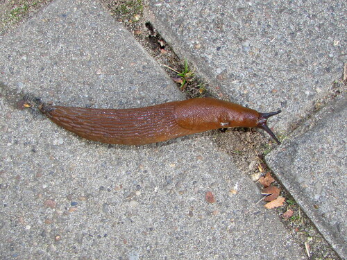Spanish Slug