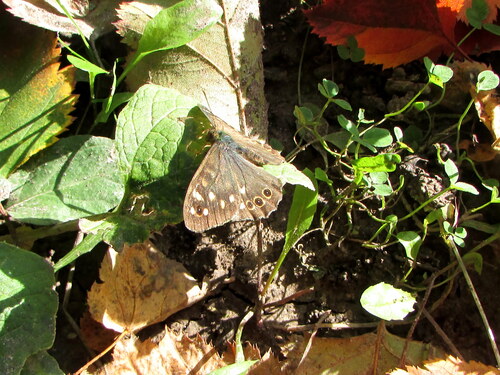 Speckled Wood
