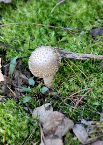 Franchet's Amanita