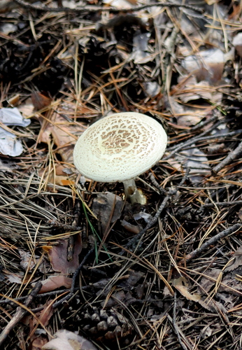 False Death-cap