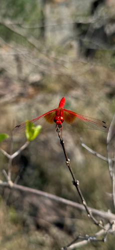 Orange-winged Dropwing