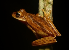 Boana polytaenia