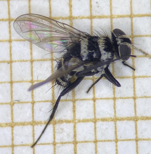 Trigonospila transvittata