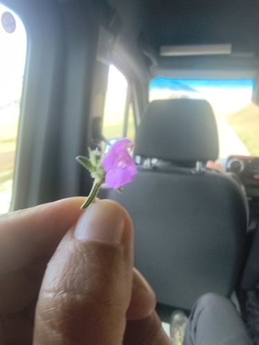 Red Hemp-nettle