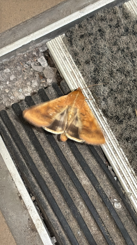 Corn Earworm Moth