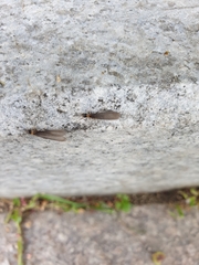 Reticulitermes speratus