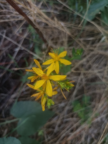 Common St. John's Wort