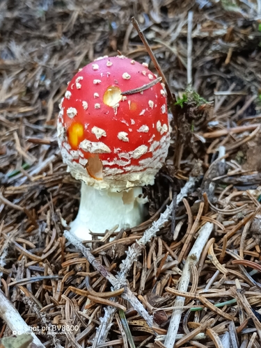 Fly Agaric