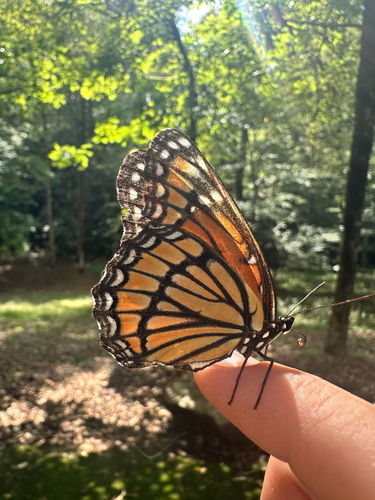 Viceroy
