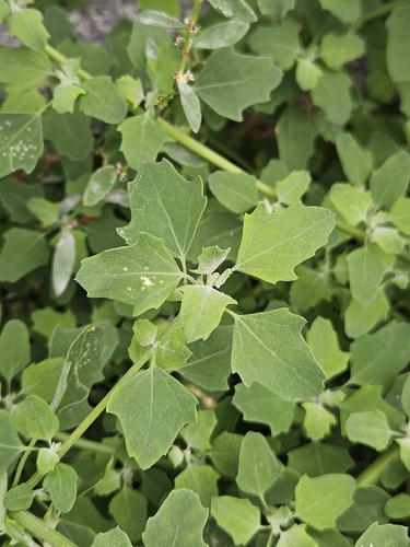 Grey Goosefoot