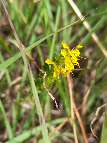 Odontites luteus, photograph 3