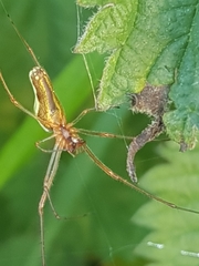 Tetragnatha montana
