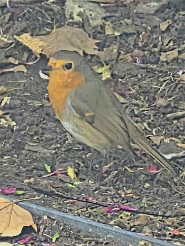 European Robin