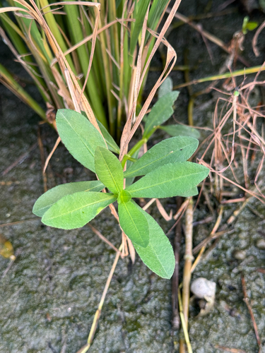 Alligatorweed