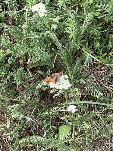 Small Copper
