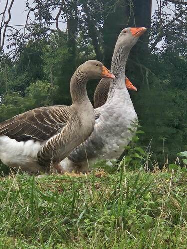 Domestic Greylag Goose