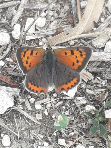Small Copper