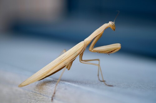 European Mantis