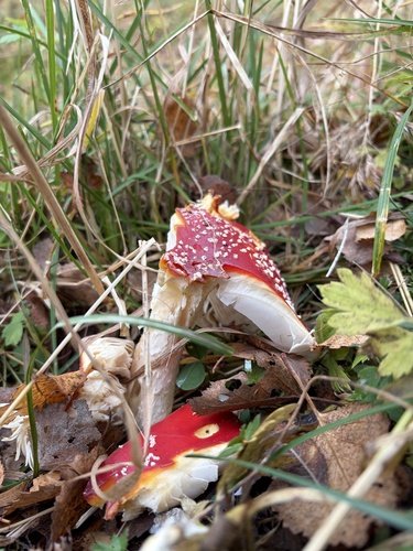 Fly Agaric
