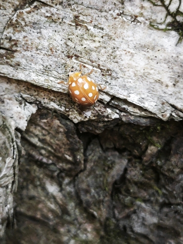 Orange Ladybird